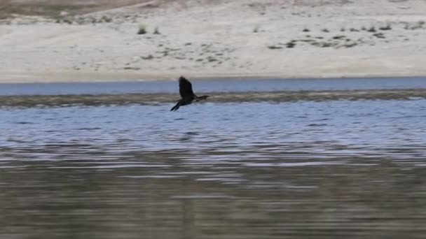 Great Cormorant Phalacrocorax Carbo Perching Elegantly Water Beniarres Reservoir Spain — Stock Video