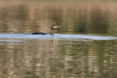 Büyük karabatak, Phalacrocorax karbonhidrat, Beniarres bataklığında yiyecek aramak için yüzüyor, İspanya