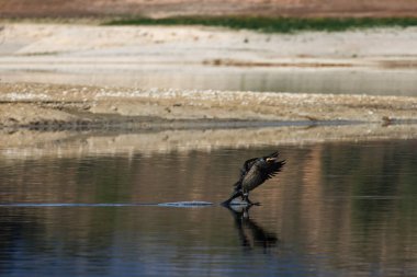 Great cormoran, Phalacrocorax carbo, just touching the water of the Beniarres swamp with its paws during the landing maneuver, Spain clipart
