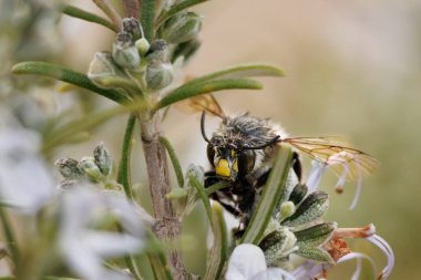 Bombus biberiye çiçeğinde uyuyor. Islak saçlı, Alcoy, İspanya.