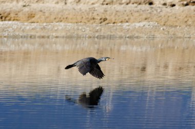 Great cormoran (Phalacrocorax carbo) flying over the water of the Beniarres swamp, Spain clipart
