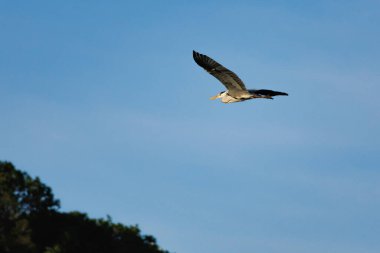 Gri Heron (Ardea cinerea), İspanya 'nın Beniarres rezervuarının üzerinde mavi gökyüzü arka planına sahiptir.