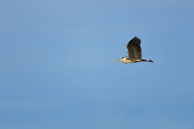 Gri Heron (Ardea cinerea), İspanya 'nın Beniarres rezervuarının üzerinde mavi gökyüzü arka planına sahiptir.
