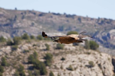 Griffon akbabası, Gyps fulvus, Alcoy, İspanya 'daki Sierra de Mariola' nın dağ tepe arkaplanından.