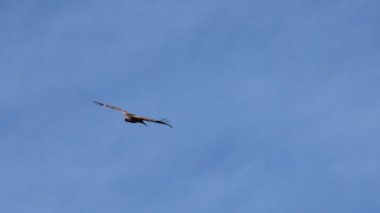 Griffon akbabasının (gyps fulvus) uçuşunda zarafet. Alcoi, İspanya