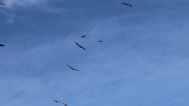 Sierra de Mariola, İspanya 'da gökyüzünde daireler çizerek uçan griffon akbabaları sürüsü (gyps fulvus)