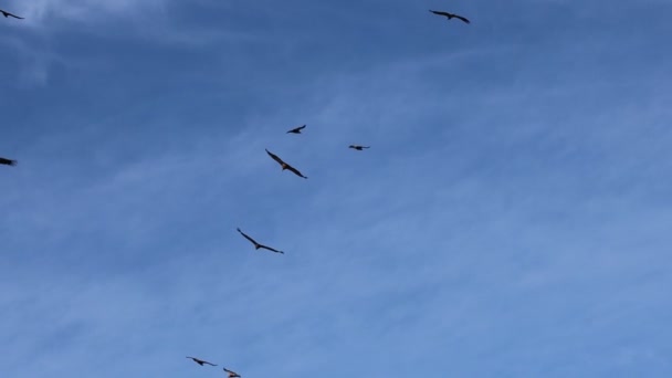 Sierra Mariola Spanya Gökyüzünde Daireler Çizerek Uçan Griffon Akbabaları Sürüsü — Stok video