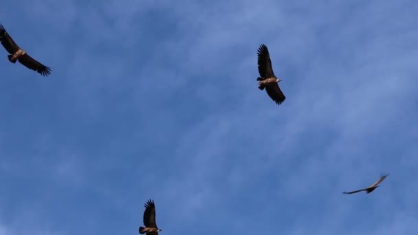 Griffon Vulture Gyps Fulvus Avoids Accident Flight Another Vulture Flock — Stock Video