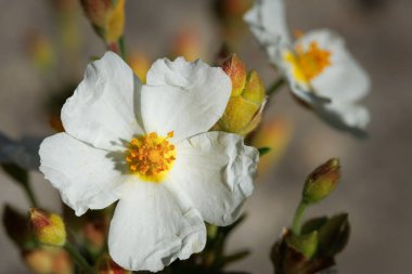 Kistus monspeliensis çiçek tomurcuklanmak üzere. Alkolik, İspanya