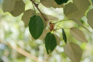 Bahar ve yaz boyunca beyaz kavak yaprakları (populus alba) İspanya 'da gölgelenmiştir.