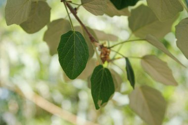 Leaves of white poplar (populus alba) providing shade during spring and summer, Spain clipart