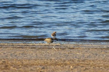 Küçük Halkalı Plover (Charadrius dubius) Beniarres bataklığının kıyısında yiyecek arıyor, İspanya