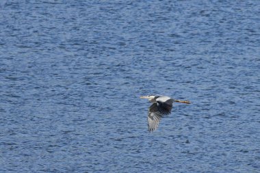 Gri balıkçıl (Ardea cinerea) İspanya 'nın Beniarrs bataklığı üzerinde uçuş sırasında yön değiştiriyor