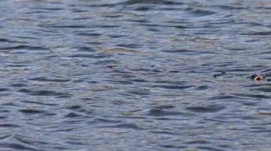 Beniarres bataklığının yüzeyinde soluk soluğa kalan bir sazan grubu, İspanya