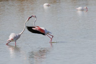 El Hondo doğal parkında yaygın flamingo (Phoenicopterus roseus) kur yapma, Crevillente, İspanya