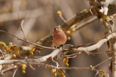 Chaffinch (Fringilla coelebs) perched on branch in forest, Alcoy, Spain clipart