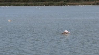 El Hondo doğal parkı, flamingolu sulak arazi, İspanya