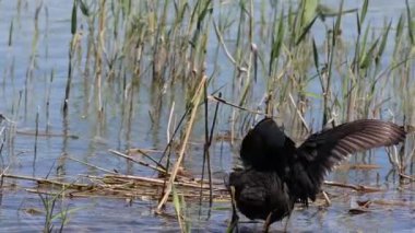 Avrasya tavuğu, Fulica atra, El Hondo doğal parkında kanatlarını çırpıyor, İspanya