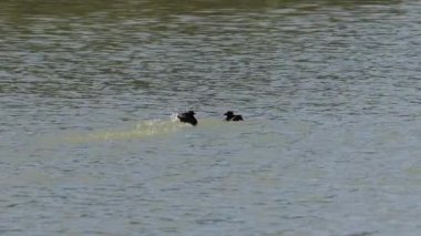 Grebes, Tachybaptus Ruficollis arasında dövüş, İspanya 'nın El Hondo doğal parkında bu sezonun bebeklerini savunmak. 3 video serisi