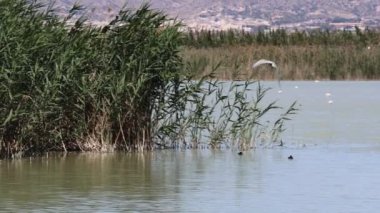 Deniz feneri Sterna Hirundo 'nun manevraları, İspanya' nın El Hondo doğal parkında yiyecek aramak için suya doğru daldı.