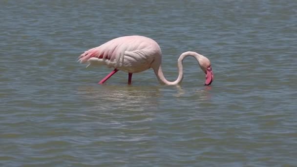 Close Shot Common Flamingo Phoenicopterus Roseus Dipping Head Water Hondo — Vídeo de Stock