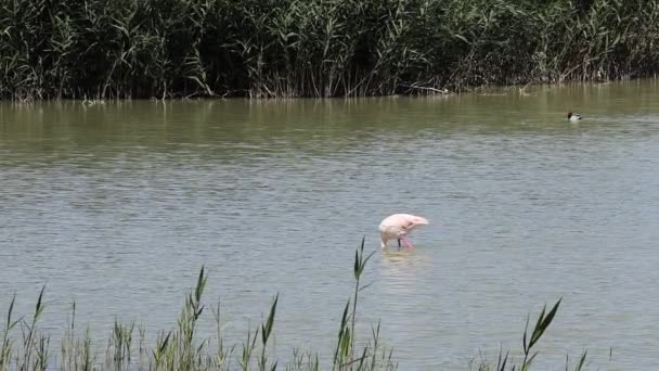 Flamingo Phoenicopterus Roseus Caminando Con Cabeza Bajo Agua Mientras Alimenta — Vídeos de Stock