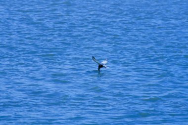 Beyaz yüzlü Tern 'in (Chlidonias hybridus) uçarken çekilmiş minimalist fotoğrafı, gagası su altında El Hondo doğal parkında yiyecek ararken çekildi. İspanya