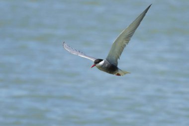 Siyah deniz feneri Chlidonias melezi El Hondo doğal parkında uçuyor, İspanya