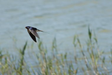 Ahır kırlangıcı, Hirundo rustica, El Hondo doğal parkında uçuyor, İspanya