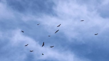 Sierra de Mariola doğal parkında akbaba sürüsü Gyps fulvus, Alcoy, İspanya
