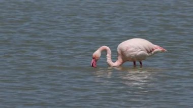 Alelade flamingo Phoenicopterus Roseus 'un yakın çekimi, İspanya' nın El Hondo doğal parkında tüylerini kabartıyor.