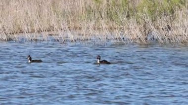 Pair of Great Crested Grebe Podiceps cristatus in lagoon of the Ebro Delta, Spain