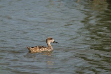 Dişi Gri Teal Duck, Marmaronetta angustirostris, İspanya 'nın El Hondo Doğal Parkı' nın gölünde yüzüyor.