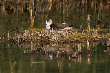 Sunset with reflections of Black-winged stilt nest incubating the next generation, El Hondo, Spain clipart