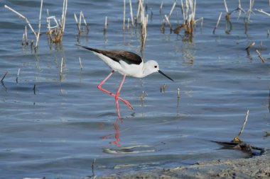Kara kanatlı stilt, Himantopus himantopus, El Hondo doğal parkında yiyecek ararken yürüyor, İspanya