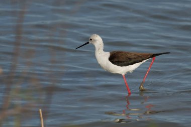 Kara kanatlı stilt, Himantopus himantopus, El Hondo doğal parkında çamurla dolu pençesiyle, İspanya