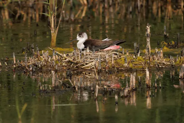 Siyah kanatlı yuvanın yansımalarıyla gün batımı bir sonraki nesil El Hondo, İspanya 'da kuluçkaya yatacak.