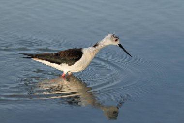 Yemek ararken, suda yansımalarla durgunlaşan İspanya