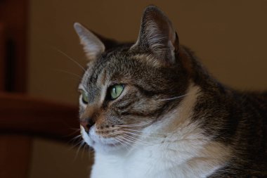 Şişko pofuduk kedi pencereden kuşlara bakıyor.