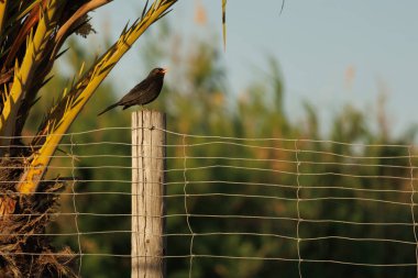 Blackbird, Turdus merula, perched on fence post and golden evening light in El Hondo natural park, Spain clipart