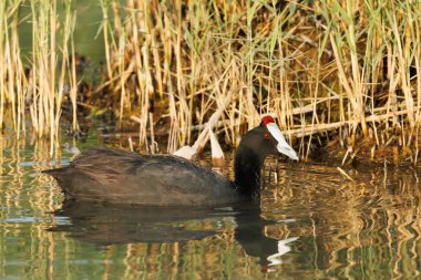 Closeup with reflection of red-knobbed, Fulica cristata, with reed background, Spain clipart