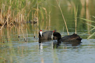Couple of red-knobbed coot or crested coot, Fulica cristata, swimming together in El Hondo natural park, Spain clipart