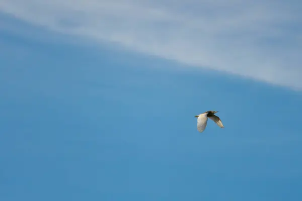 Yengeç yiyen balıkçıl, mavi gökyüzü ve bulutlarla kaplı Ardeola ralloides 'in minimalist fotoğrafı El Hondo doğal parkında, İspanya