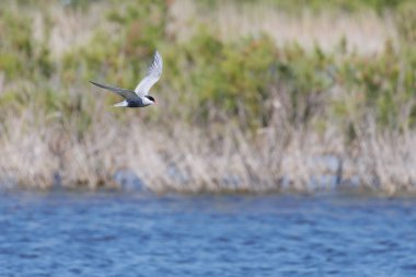 Chlidonias hybridus, İspanya 'daki Ebro Delta Doğal Parkı' nın gölgesinde uçan kamış arka planlı bıyıklı bir deniz feneri.