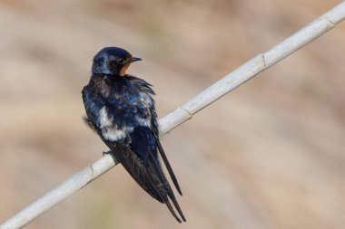 Young swallow perched on reed, Spain