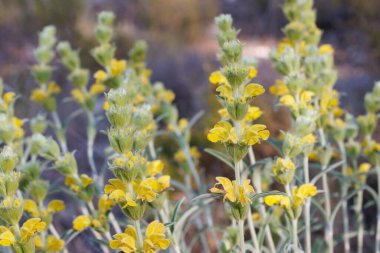 Hare 'nin kulak bitkisi, Phlomis lychnitis, doğal tıpta idrar söktürücü olarak kullanılır, Sierra de Mariola, İspanya