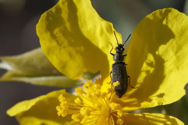 Aplocnemus böceği çiçek Helianthemum syriacum, Sierra de Mariola, Alcoy, İspanya