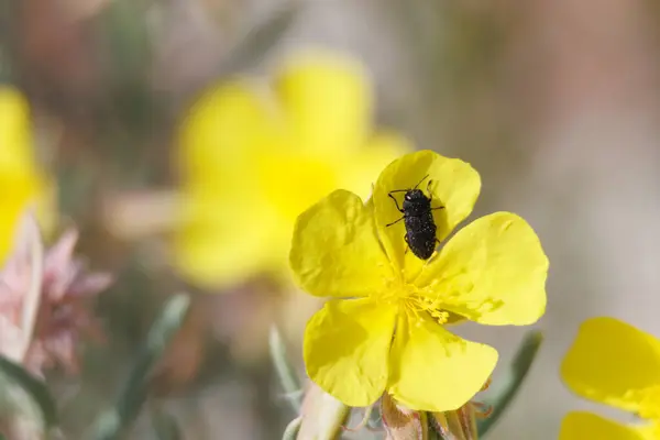 Sarı çiçekli Melanophila böceği sürünen jarilla bitkisinin arka planında, Fumana ericoides, Alcoy, İspanya