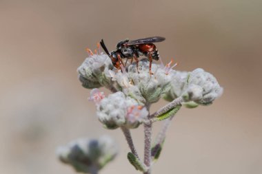 Beyaz çiçeklerle beslenen küçük kırmızı arı (Sphecodes), Alcoy, İspanya