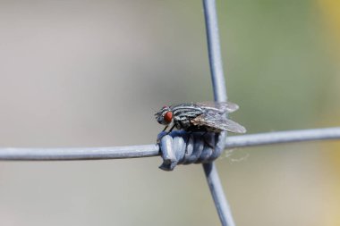 Sarcophagidae fly perched on a metal enclosure knot, Alcoy, Spain clipart